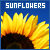 Sunflowers fanlisting